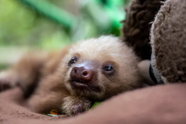 Volunteer at Wildlife Rescue Center in Puerto Viejo