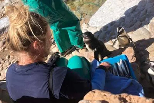 Vrijwilliger Mitarbeiter van het Centro de Resgate de Pingüinos en Aves Marinas