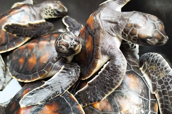 Earth Day Volunteer Ideas: Join Conservation Efforts to Protect the Planet