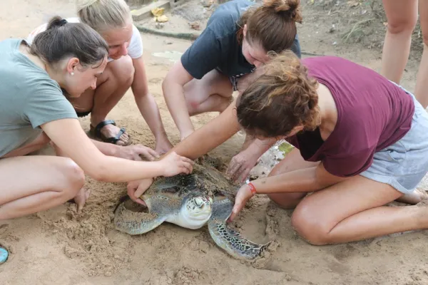 Los mejores programas de voluntariado con tortugas marinas para 2025