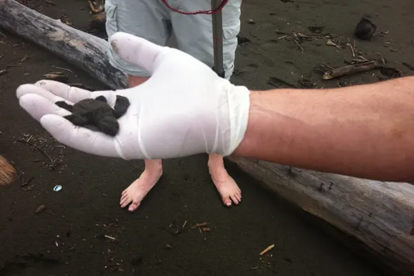 6 Exclusive Experiences While Volunteering In Costa Rica