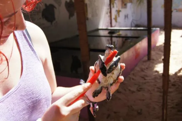 Volunteer in Costa Rica: A Comprehensive Guidebook