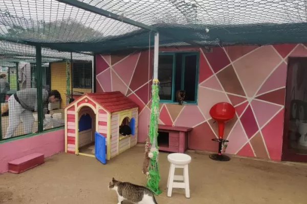 Animal Care Volunteer Program in Porto