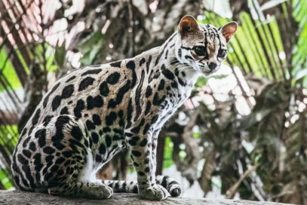 Wildlife & Rescue Costa Rica - Costa Rica