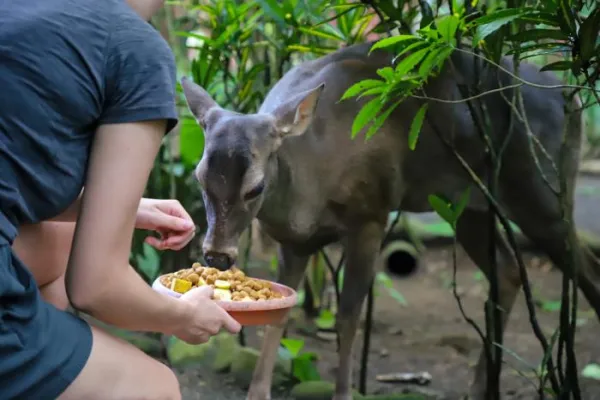 Wildlife & Rescue Costa Rica - Costa Rica