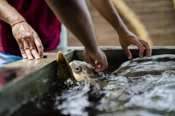 Sea Turtle Sri Lanka - Sri Lanka