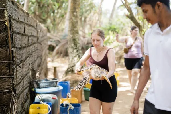 Sea Turtle Sri Lanka - Sri Lanka