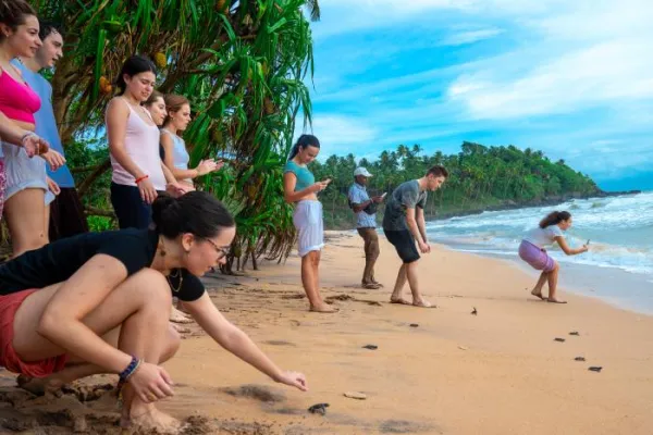 Sea Turtle Sri Lanka - Sri Lanka