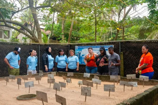 Sea Turtle Sri Lanka - Sri Lanka