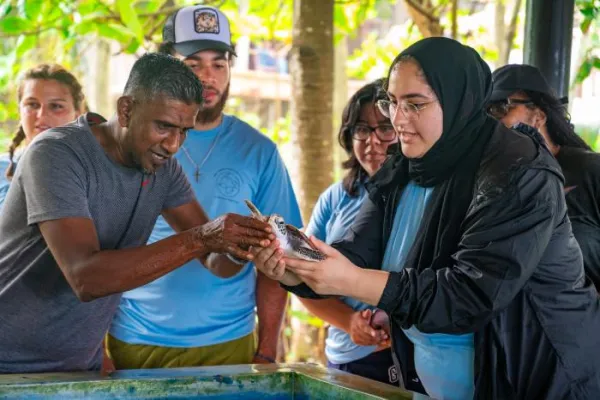 Sea Turtle Sri Lanka - Sri Lanka