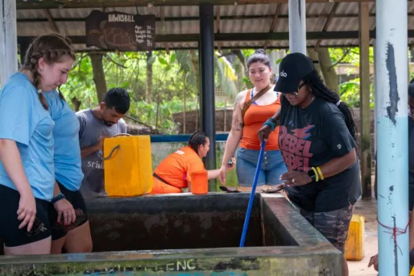 Sea Turtle Sri Lanka - Sri Lanka