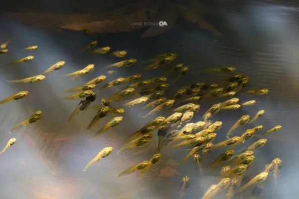 Amazon Animal Rescue Center - Ecuador