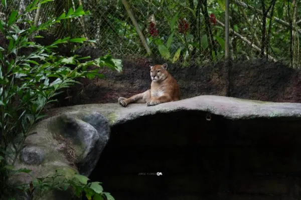Amazon Animal Rescue Center - Ecuador