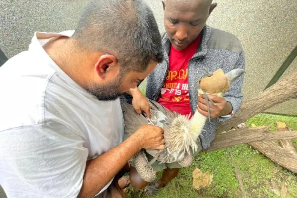 Kenya Raptor Conservation Program