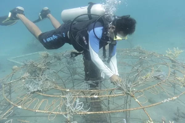 Scuba Dive Volunteer for Coral Reef Restoration Program - Bali