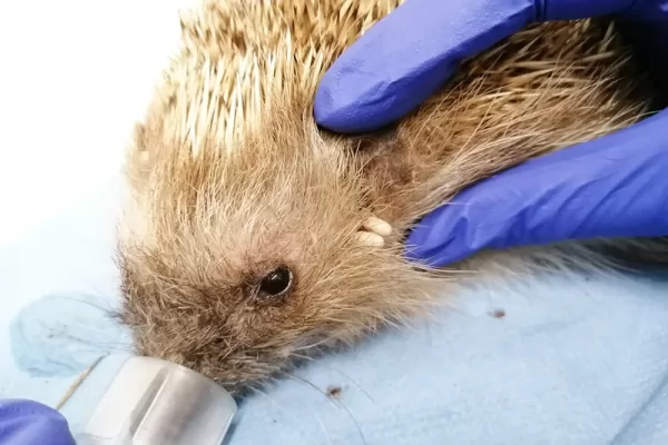 Hedgehog conservation Program in Portugal - Portugal