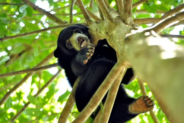 Sun Bear Conservation - Malaysia