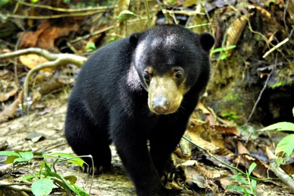 Sun Bear Conservation - Malaysia