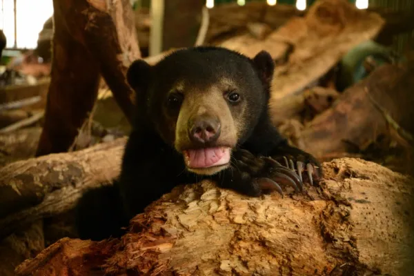 Sun Bear Conservation - Malaysia