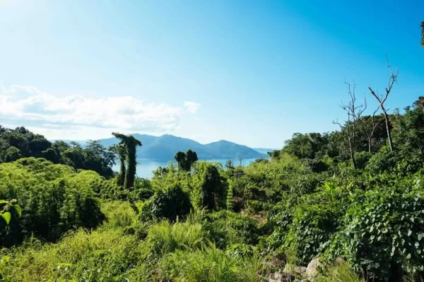 Forest Conservation Madagascar - Madagascar