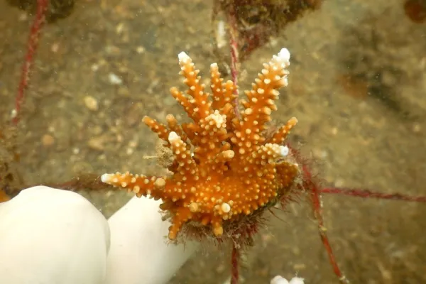 Coral Reef Mtwara - Tanzania