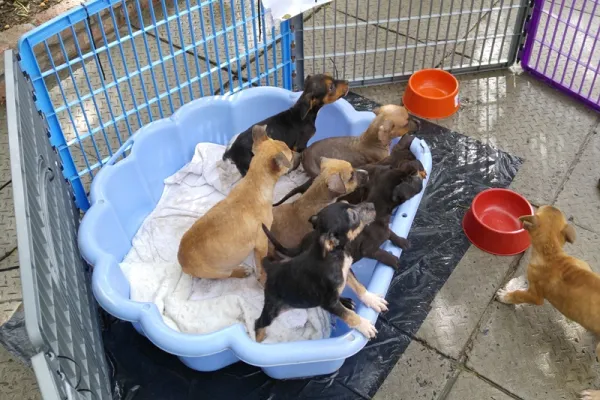 Animal Rescue and Rehabilitation Project - South Africa Animal Rescue and Rehabilitation Project - South Africa