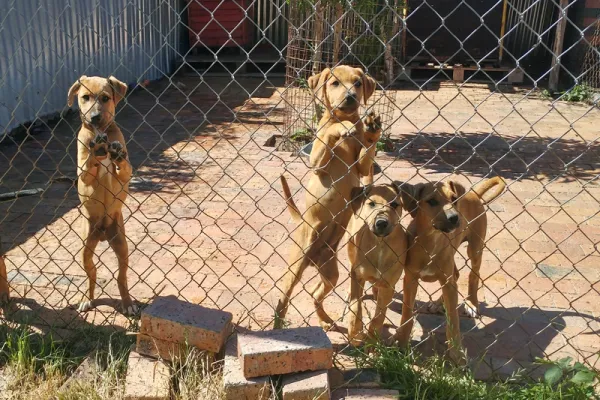 Animal Rescue and Rehabilitation Project - South Africa Animal Rescue and Rehabilitation Project - South Africa