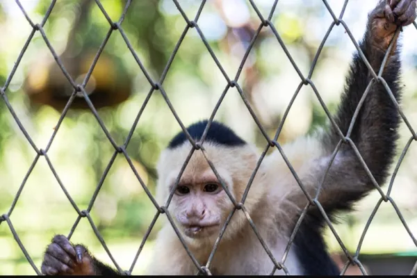 Animal Rescue Center Alajuela - Costa Rica