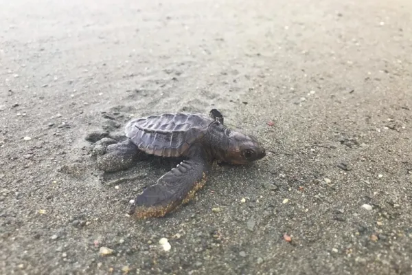 Environment and Turtle Conservation Osa Peninsula - Costa Rica Environment and Turtle Conservation Osa Peninsula - Costa Rica
