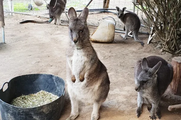 Wildlife Shelter Holbrook - Australia Wildlife Shelter Holbrook - Australia
