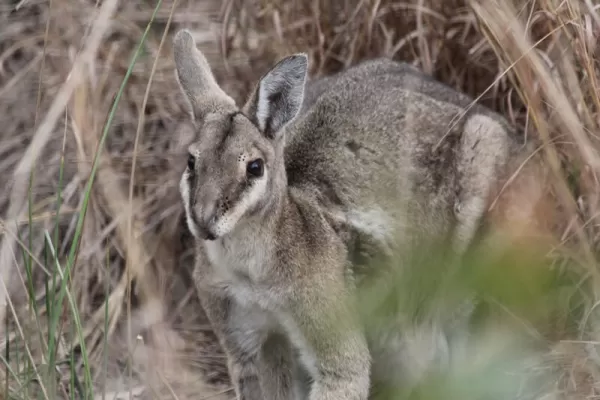 Endangered Species Conservation Australia - Australia Endangered Species Conservation Australia - Australia