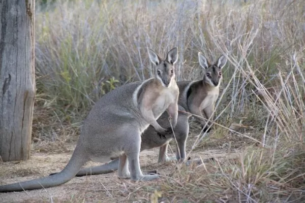 Endangered Species Conservation Australia - Australia