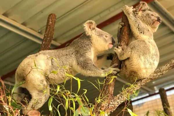 Endangered Species Conservation Australia - Australia