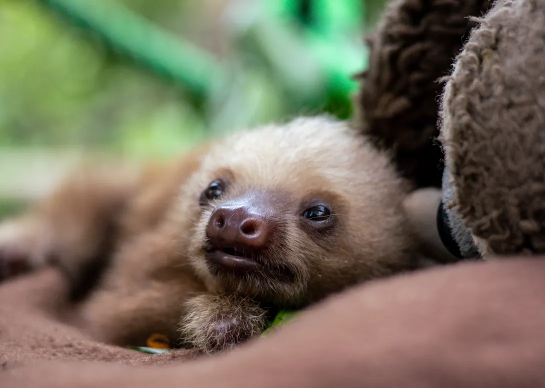 Volunteer at Wildlife Rescue Center in Puerto Viejo