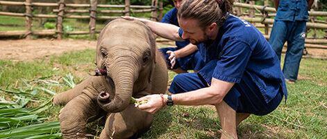 Freiwilligenprogramme zum Schutz der Tierwelt im Ausland