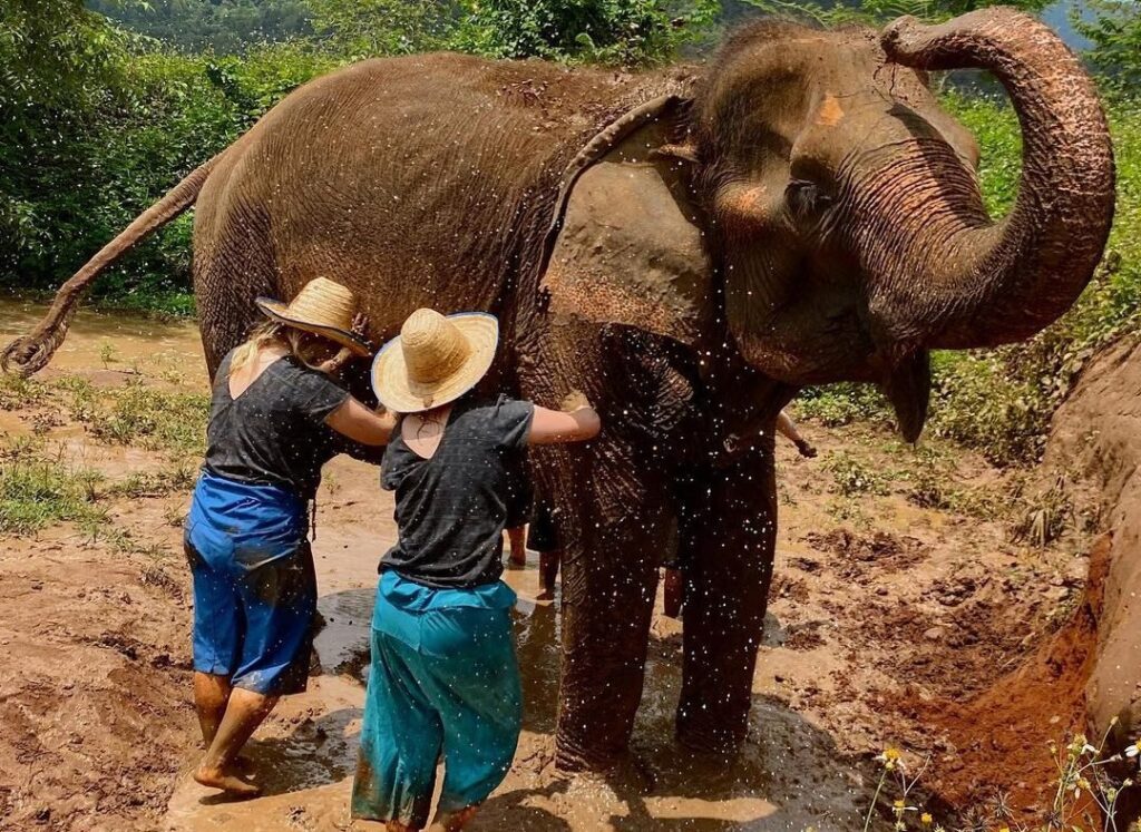 Los 7 mejores programas de voluntariado en el extranjero para amantes de los animales: una lista completa.