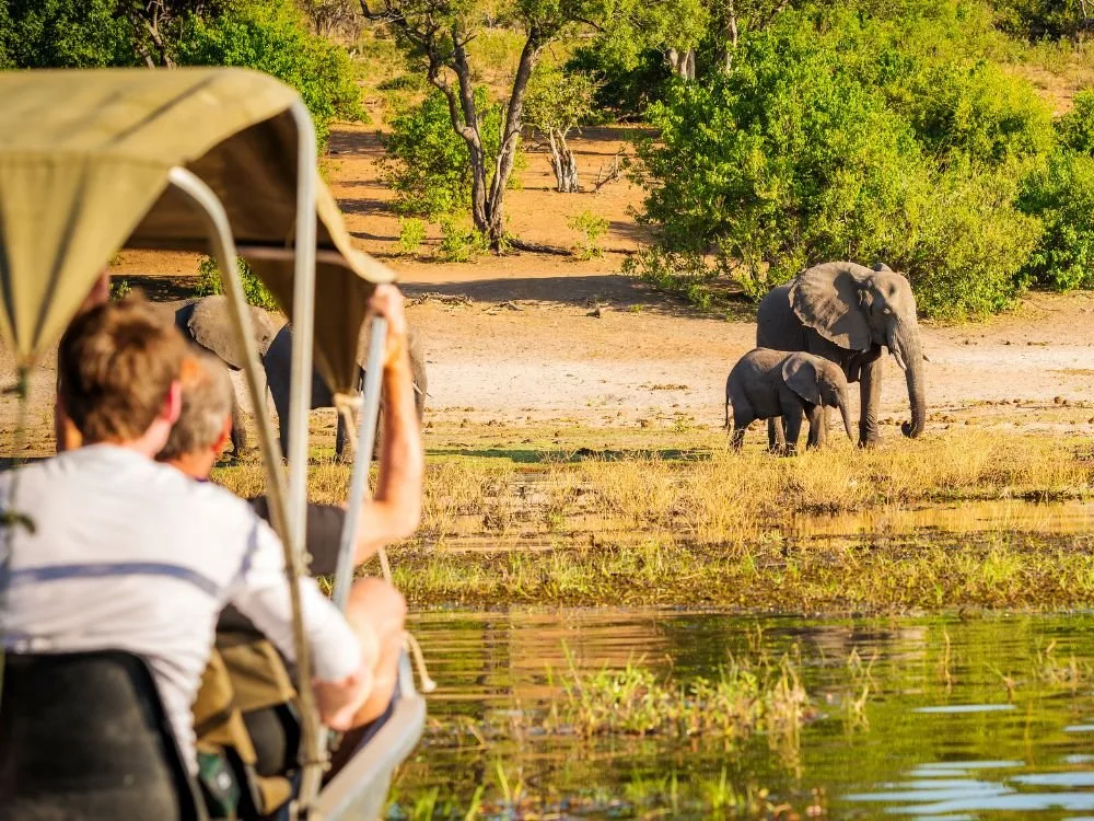 De 5 beste programma’s als je in 2026 vrijwilligerswerk met dieren in Afrika wilt doen.