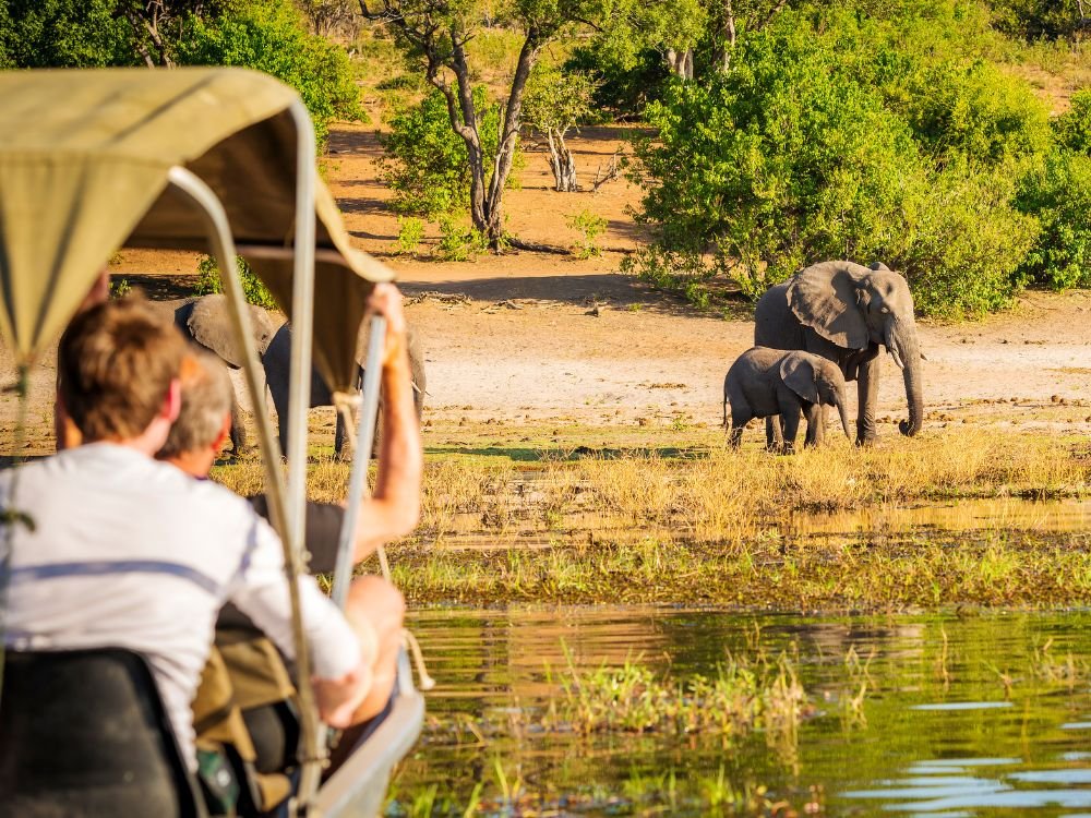 I 5 migliori programmi per fare volontariato con gli animali in Africa nel 2026