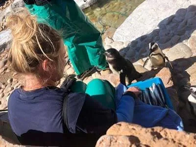 Volunteer for the Penguin and Marine Bird Rescue Centre
