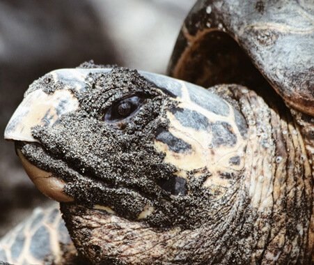 Sea Turtle Monitoring Program