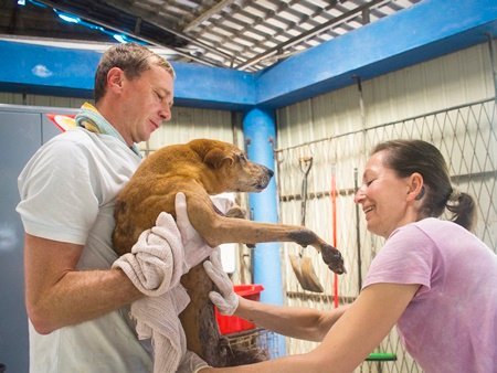 Volunteer in a Dog Care Project