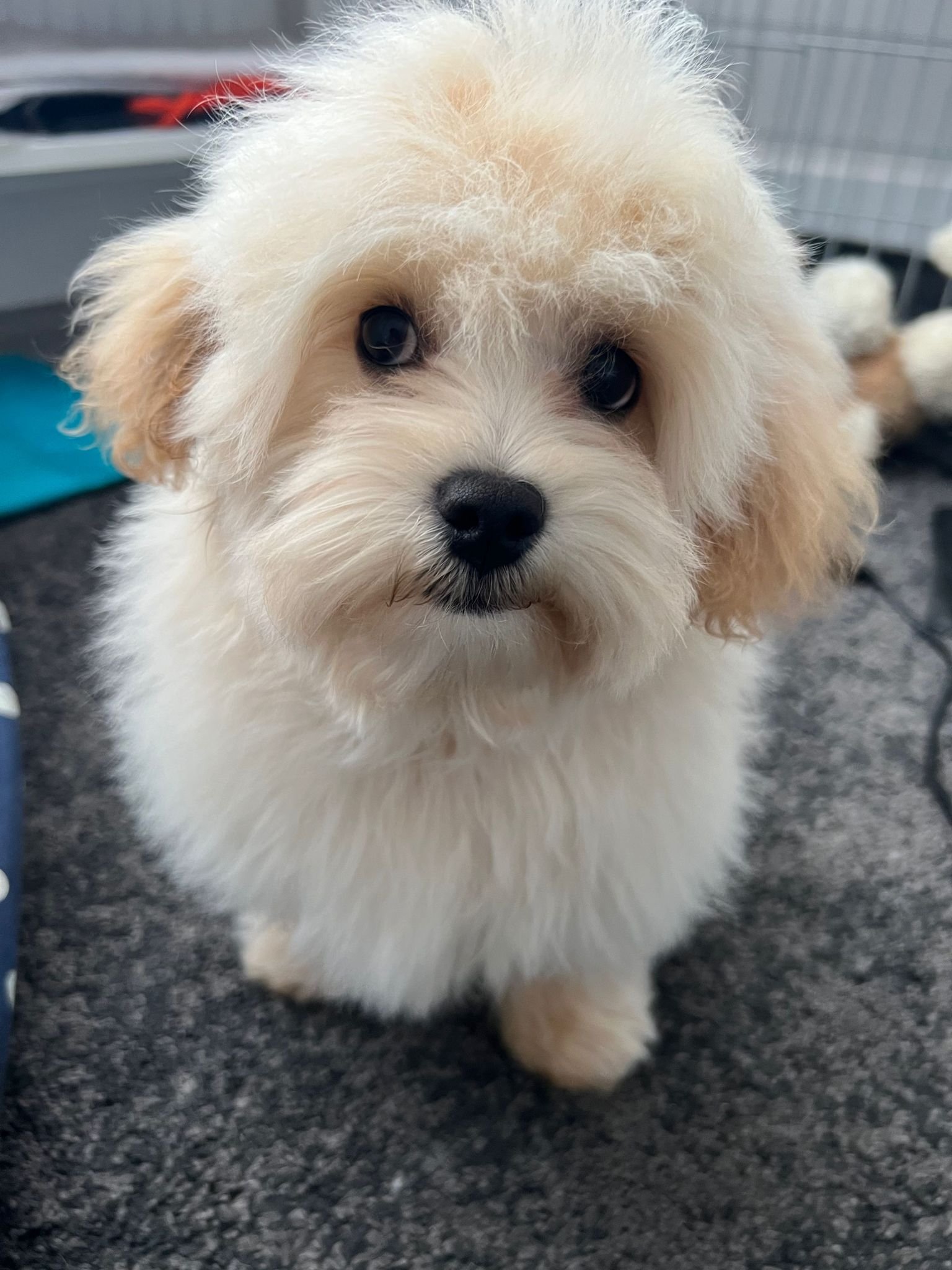 Fofinho