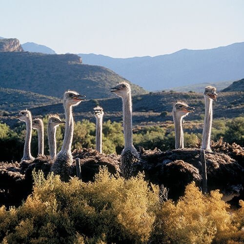 3 Day Garden Route and Safari Tour