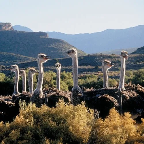 3 Day Garden Route and Safari Tour