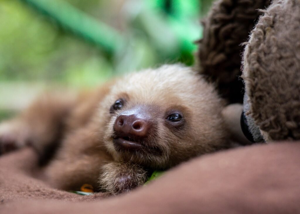 Volunteer in Costa Rica at Wildlife & Animal Rescue Center