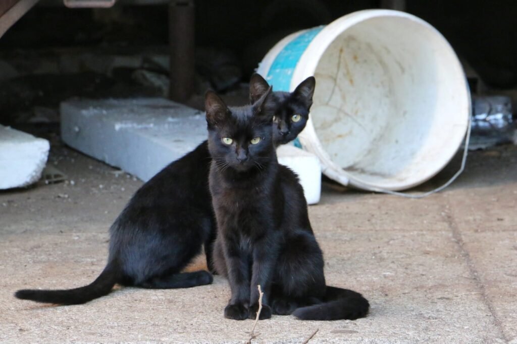Animal Care Volunteer Program