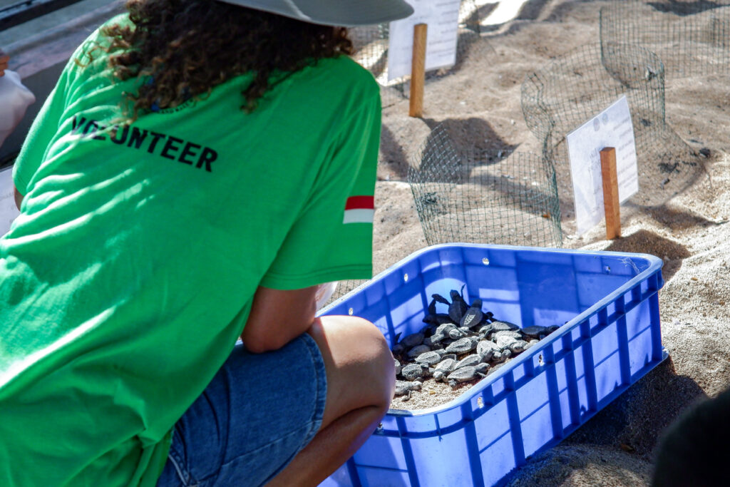 A volunteer helping with rescued baby sea turtles at a conservation project