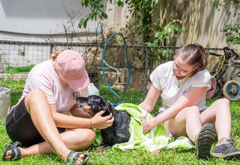 Volunteer in a Dog Care Project