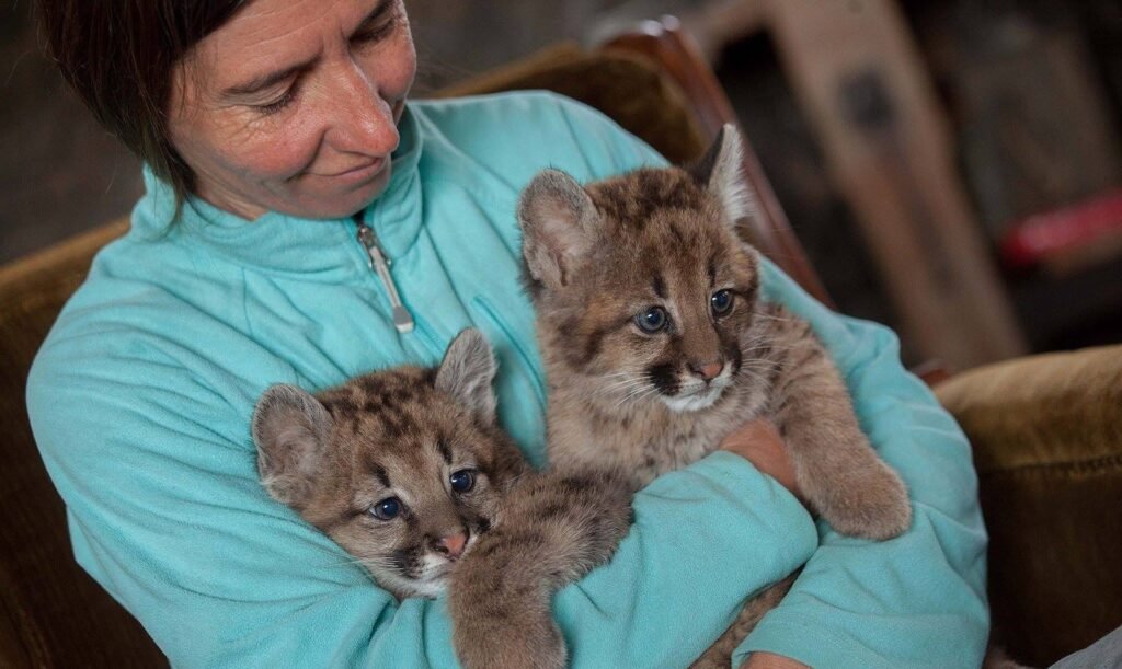 Volunteer at a Puma Reserve