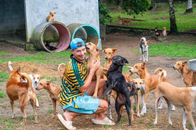 A volunteer caring for street dogs